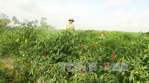 Nông dân huyện Châu Thành chăm sóc ruộng ớt sắp đến thời điểm thu hoạch. Ảnh: Thanh Hòa/TTXVN