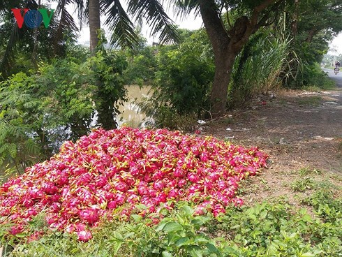 Vứt bỏ hàng trăm tấn thanh long: Hậu quả việc trồng theo phong trào - Ảnh 4.