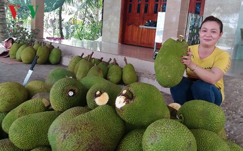 Nông dân Tiền Giang trúng đậm mùa mít Thái siêu sớm - Ảnh 2.