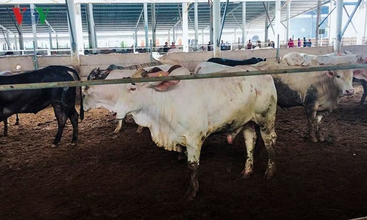 15 sản phẩm nông nghiệp được đề xuất là sản phẩm chủ lực quốc gia - Ảnh 12. 15 sản phẩm nông nghiệp được đề xuất là sản phẩm chủ lực quốc gia - Ảnh 12.