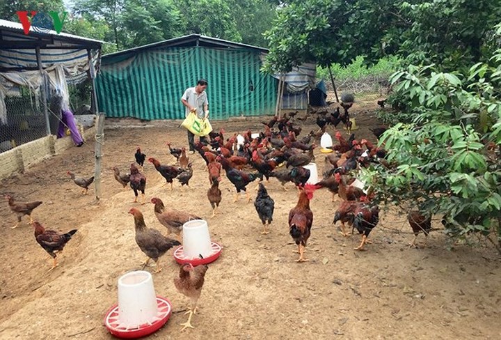 15 sản phẩm nông nghiệp được đề xuất là sản phẩm chủ lực quốc gia - Ảnh 13. 15 sản phẩm nông nghiệp được đề xuất là sản phẩm chủ lực quốc gia - Ảnh 13.