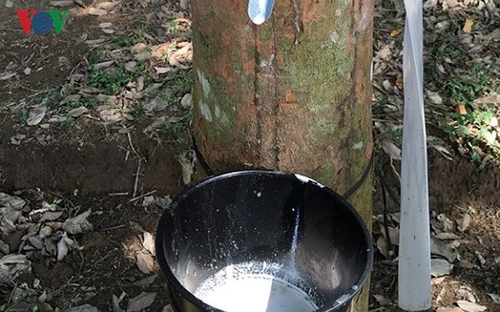 15 sản phẩm nông nghiệp được đề xuất là sản phẩm chủ lực quốc gia - Ảnh 4. 15 sản phẩm nông nghiệp được đề xuất là sản phẩm chủ lực quốc gia - Ảnh 4.