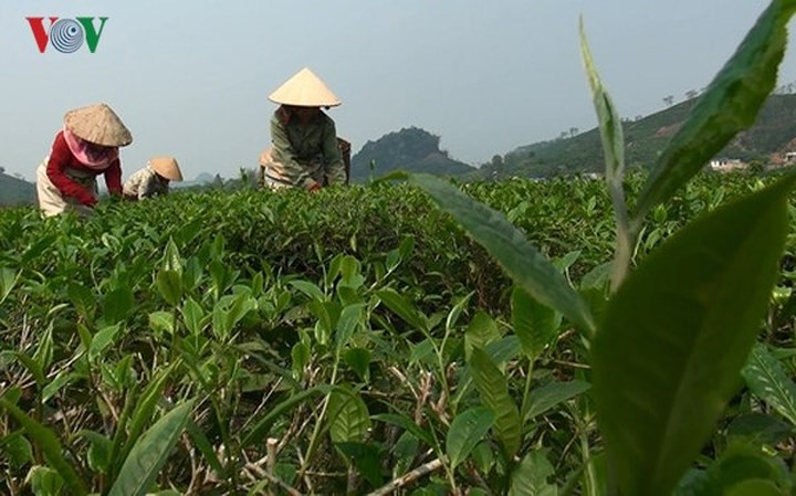 15 sản phẩm nông nghiệp được đề xuất là sản phẩm chủ lực quốc gia - Ảnh 7. 15 sản phẩm nông nghiệp được đề xuất là sản phẩm chủ lực quốc gia - Ảnh 7.