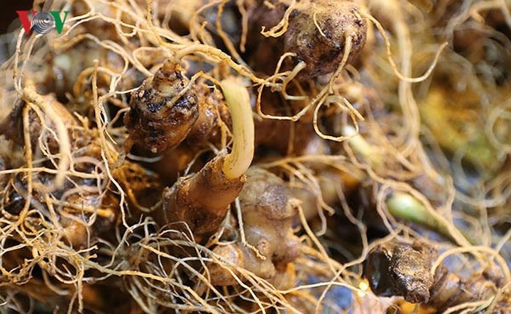 15 sản phẩm nông nghiệp được đề xuất là sản phẩm chủ lực quốc gia - Ảnh 9. 15 sản phẩm nông nghiệp được đề xuất là sản phẩm chủ lực quốc gia - Ảnh 9.