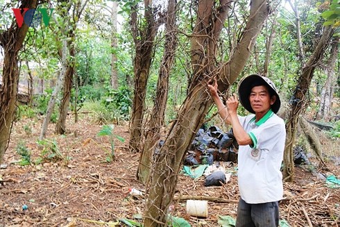 Hồ tiêu chết hàng loạt khiến nhiều hộ ở Đắk Nông nợ nần chồng chất - Ảnh 1.