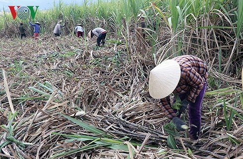 Sau vụ mía đắng, nguy cơ nông dân ở Phú Yên sẽ bỏ trồng mía - Ảnh 1.