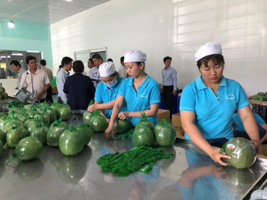 Đại gia bán lẻ Thái Lan mở trạm trung chuyển trái cây ở miền Tây - Ảnh 1.