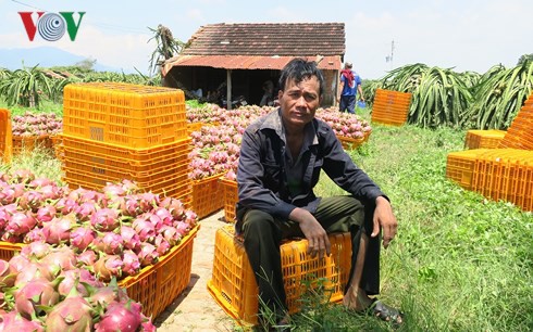 Giá thanh long Bình Thuận chỉ còn 500 đồng/kg vẫn không người mua  - Ảnh 2.