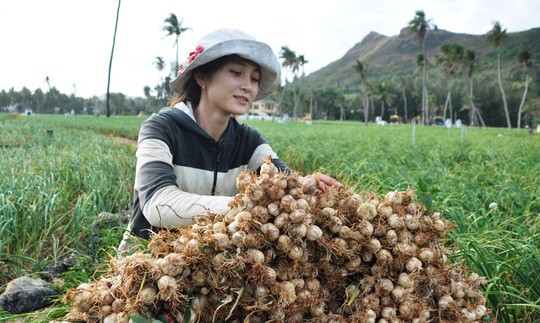 Một doanh nghiệp bị yêu cầu đính chính vì nổ về tỏi Lý Sơn trên truyền hình - Ảnh 1.