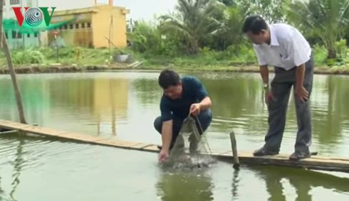 Cá lăng nha giá trị kinh tế cao được nông dân nhân giống thành công - Ảnh 2.