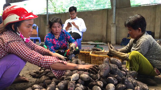 Trung Quốc ngừng mua khoai lang, nông dân vẫn “liều mình” xuống vụ mới - Ảnh 2.