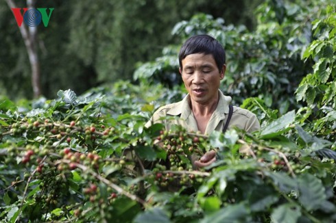 Điện Biên: Người dân Mường Ảng vẫn lao đao vì cà phê mất mùa, mất giá - Ảnh 1.