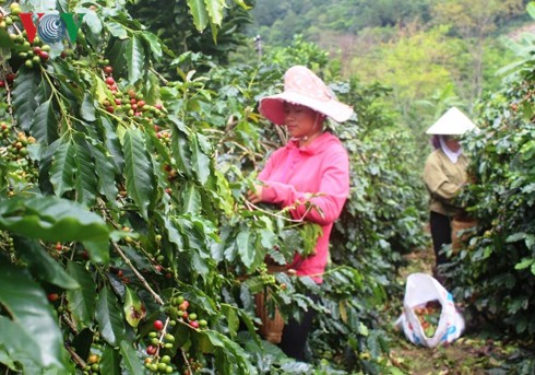 Điện Biên: Người dân Mường Ảng vẫn lao đao vì cà phê mất mùa, mất giá - Ảnh 3.