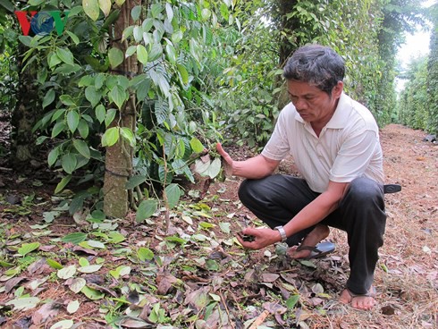Nạn phá hoại hồ tiêu ở Đắk Lắk khiến nông dân điêu đứng - Ảnh 2.