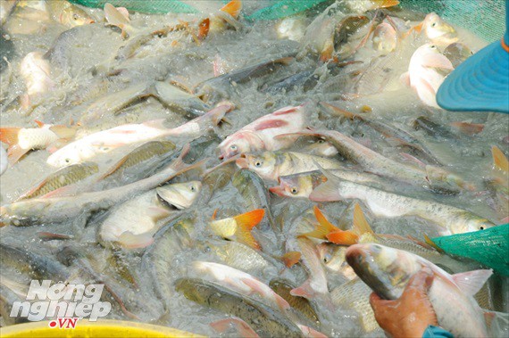 Cận cảnh nuôi cá ruộng mùa lũ ở miền Tây không cho ăn vẫn lớn như thổi - Ảnh 13.