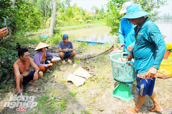 Cận cảnh nuôi cá ruộng mùa lũ ở miền Tây không cho ăn vẫn lớn như thổi - Ảnh 17.