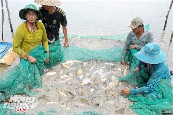 Cận cảnh nuôi cá ruộng mùa lũ ở miền Tây không cho ăn vẫn lớn như thổi - Ảnh 8.