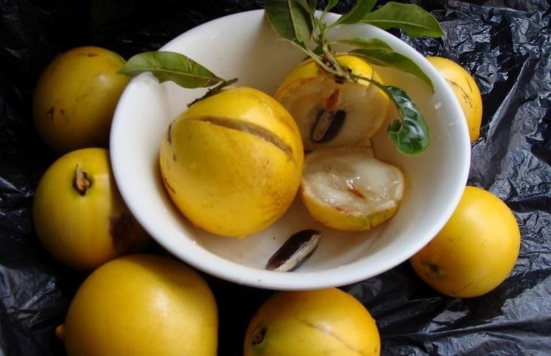 Phát sốt với vú sữa vàng lạ mắt giá gần 900.000/quả - Ảnh 1. Phát sốt với vú sữa vàng lạ mắt giá gần 900.000/quả - Ảnh 1.