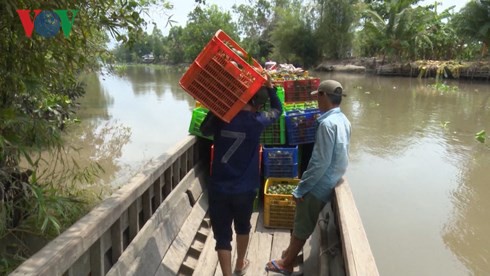 Giá cam sành liên tiếp sụt giảm, người trồng lỗ nặng - Ảnh 4.