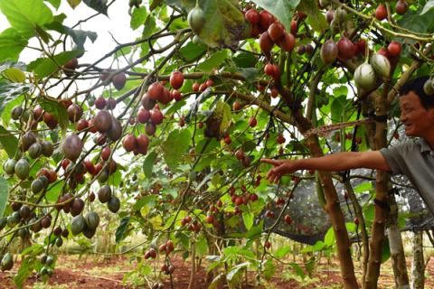 Ào ạt trồng cà chua lạ “giá triệu đồng/kg, nông dân “lĩnh đủ” - Ảnh 1.