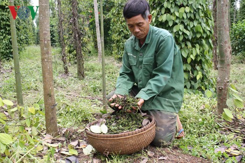 Hồ tiêu được mùa, nông dân vẫn không vui - Ảnh 1.