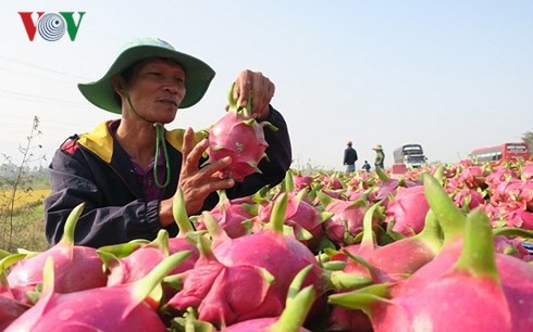 Nông dân Bình Thuận ăn Tết lớn nhờ thanh long có giá cao - Ảnh 1.