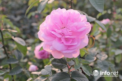 Ngắm vườn hoa hồng bạc tỷ độc nhất vô nhị của cô gái 9X Hà Nội - Ảnh 13.