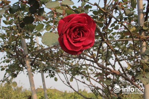 Ngắm vườn hoa hồng bạc tỷ độc nhất vô nhị của cô gái 9X Hà Nội - Ảnh 6.