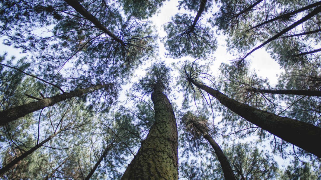 Hiệu ứng tâm lý kỳ lạ mang tên Nelson Mandela mà rất nhiều người trong chúng ta từng gặp nhưng không biết - Ảnh 3. Hiệu ứng tâm lý kỳ lạ mang tên Nelson Mandela mà rất nhiều người trong chúng ta từng gặp nhưng không biết - Ảnh 3.