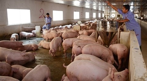Giá thịt lợn lại giảm mạnh, hộ chăn nuôi đồng loạt treo chuồng - Ảnh 1.