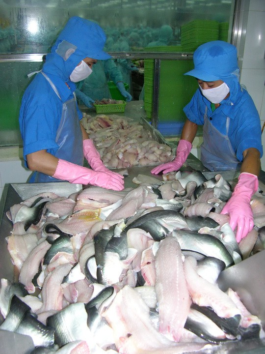 Gần 600 tỉ đồng đầu tư sản xuất cá tra giống chất lượng cao cho ĐBSCL - Ảnh 1.
