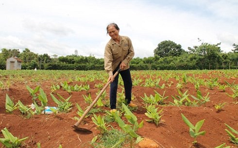 Đắk Lắk bỏ nghệ đầy đồng vì giá xuống thấp - Ảnh 1.