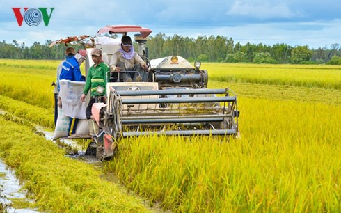 Liên kết sản xuất, nông dân không còn nỗi lo bị ép giá - Ảnh 1.