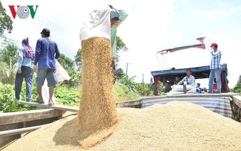 Liên kết sản xuất, nông dân không còn nỗi lo bị ép giá - Ảnh 2.