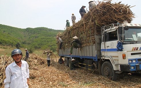 Khẩn trương thu mua mía tồn đọng tại ruộng cho nông dân Ninh Thuận - Ảnh 1.