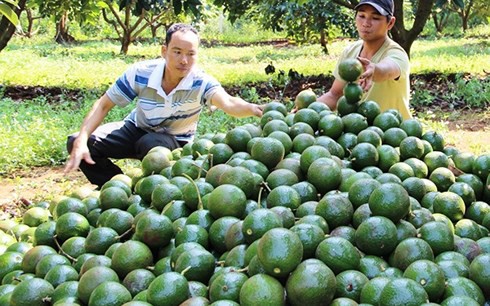 Người dân Đắk Nông đua nhau trồng bơ booth khiến quy hoạch bị phá vỡ - Ảnh 1.