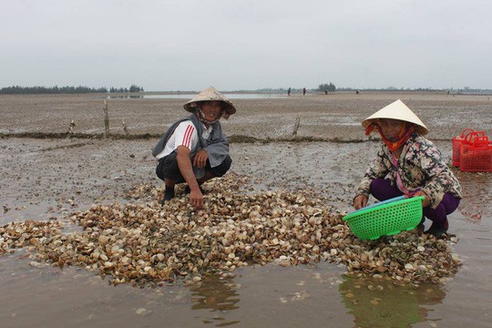 Nghêu bất ngờ chết trắng bãi - Ảnh 2.