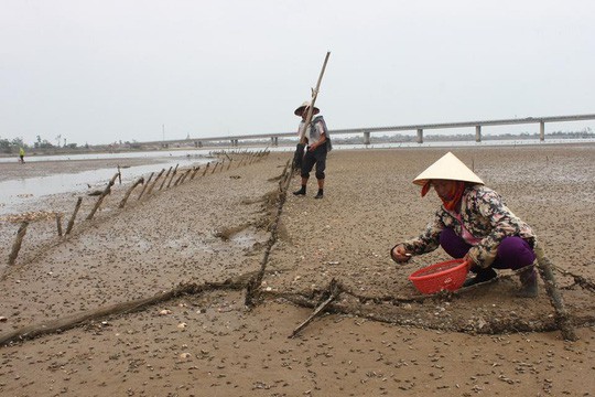 Nghêu bất ngờ chết trắng bãi - Ảnh 5.