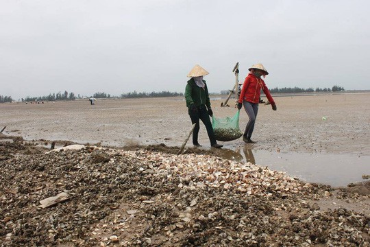 Nghêu bất ngờ chết trắng bãi - Ảnh 6.