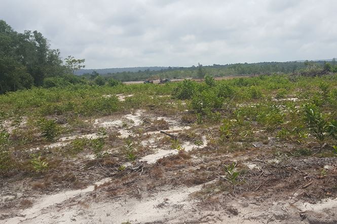 Loạn đất trên đảo Phú Quốc: Xã hội đen lộng hành? - Ảnh 1. Loạn đất trên đảo Phú Quốc: Xã hội đen lộng hành? - Ảnh 1.