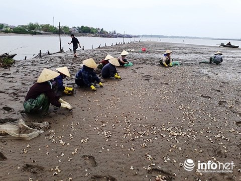  Thanh Hóa: Gần 100 tấn ngao bỗng dưng chết trắng bãi biển - Ảnh 2.