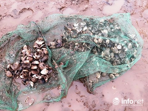  Thanh Hóa: Gần 100 tấn ngao bỗng dưng chết trắng bãi biển - Ảnh 3.