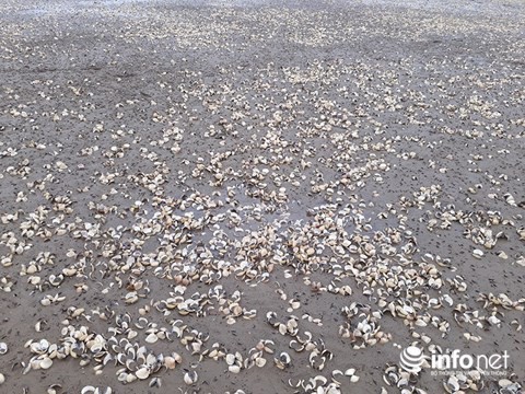 Thanh Hóa: Gần 100 tấn ngao bỗng dưng chết trắng bãi biển - Ảnh 6.