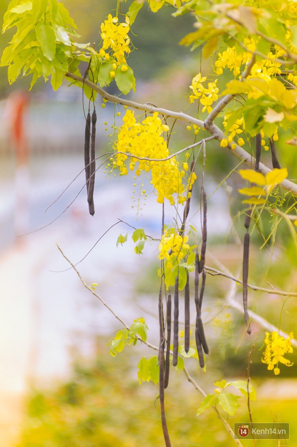 Chùm ảnh: Hoa Osaka rực rỡ nhuộm vàng đường phố Sài Gòn trong cái nắng tháng 4 - Ảnh 10.