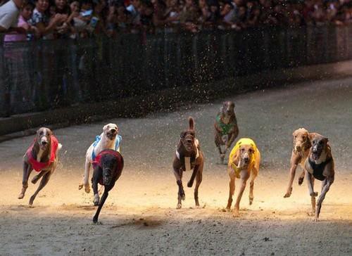  Đà Nẵng sẽ có trường đua ngựa, đua chó rộng hơn 500.000m2 tại Cẩm Lệ - Ảnh 1.