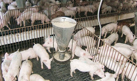 Giá thịt lợn vẫn thấp ở mức cảnh báo - Ảnh 1.