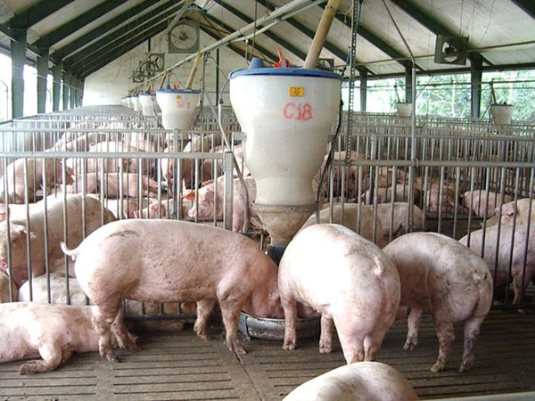 Giá thịt lợn tăng cao, hộ chăn nuôi không nên “găm” hàng tạo “sốt ảo” - Ảnh 1.