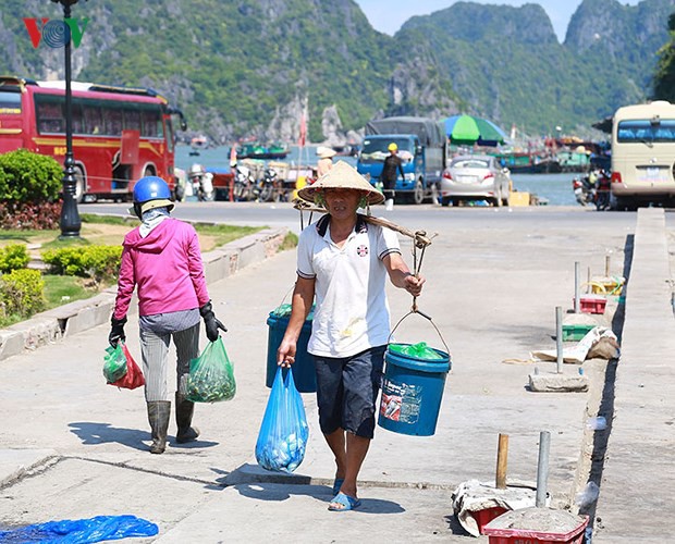 Ảnh: Mưu sinh bên bờ Vịnh trong nắng nóng như đổ lửa - Ảnh 7.