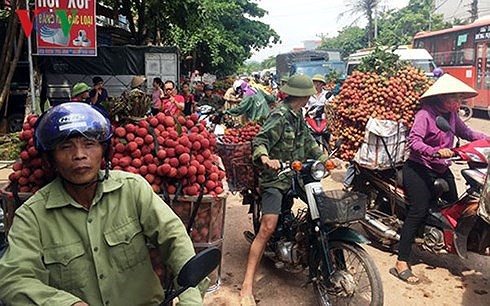 Vải thiểu được mùa nhất trong 10 năm trở lại đây - Ảnh 1.