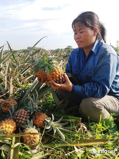 Thanh Hóa: Dứa rẻ như cho, người nông dân bỏ thối đầy đồng - Ảnh 5.